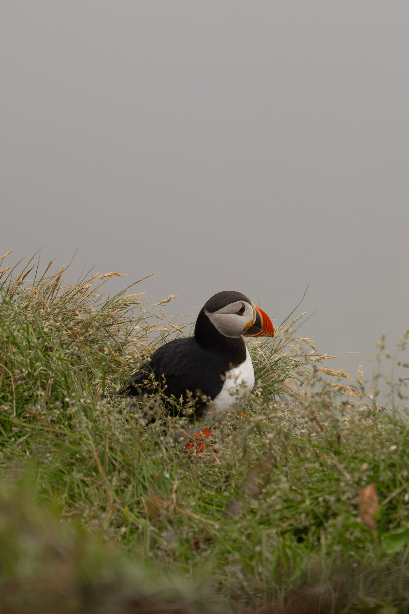 Atlantic puffin (bird) standing in tall grass